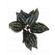 Planta De Cissus 60 cm