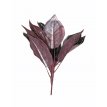 Planta De Cissus 60 cm